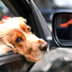 Illustration for article titled Ubers Newest Way To Make A Buck: A Pet Surcharge
